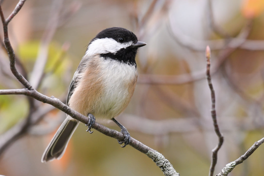 New Brunswick Chickadee Ornament