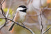 New Brunswick Chickadee Ornament