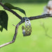Celtic Interlace Bangle