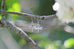 Dragonfly Earrings